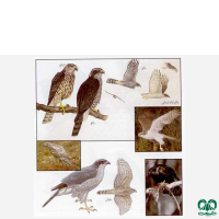 گونه طرلان Northern Goshawk 